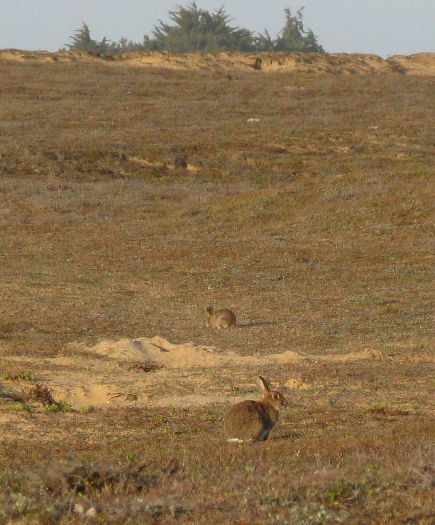 Lapins dans les dunes